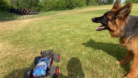 German Shepherd Puppy Attacks RC Car | Funny Dog Reaction