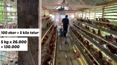 Ternak ayam petelur 100 ekor. Berapa penghasilannya? Sangat mengejutkan!!!