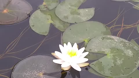 Water Lilies