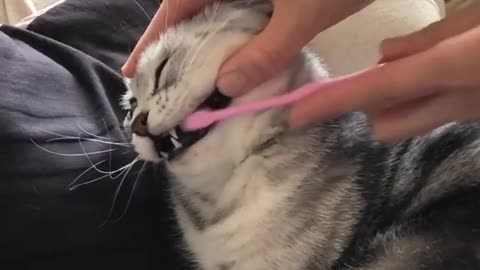 Brushing cats teeth