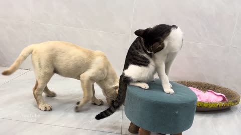 Friendly Labrador puppy wants to make friends with new kitty! Kitten is angry 💢Cute animal video