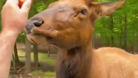 Wild animal eats carrot in a amazingly funny way 🤣🦌