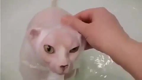 A cat playing with water.