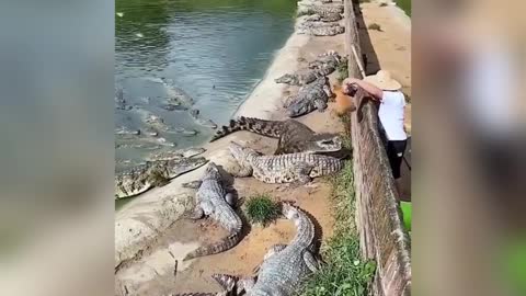 Relaxing crocodiles