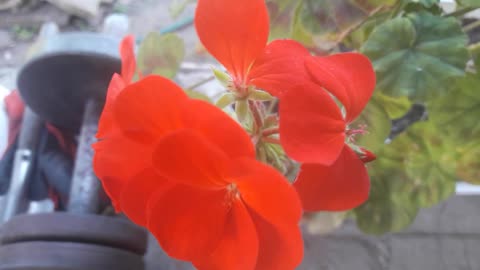 Pelargonium blooms