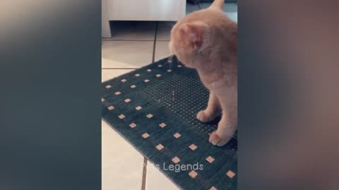 Hewan Terlucu 😅 Video Kucing dan Anjing Lucu Baru 😸🐶 Bagian 1