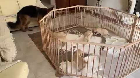 Cute German Shepherd Babysits Puppies