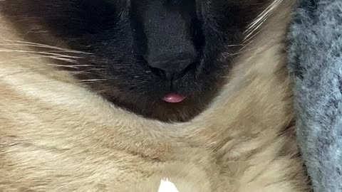 Blepping Baby