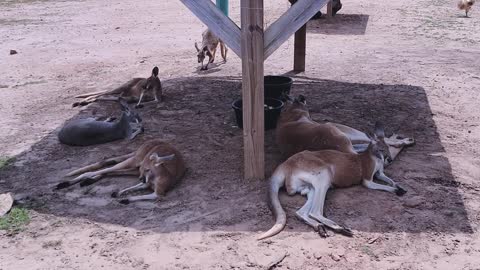 Curious kangaroo 2