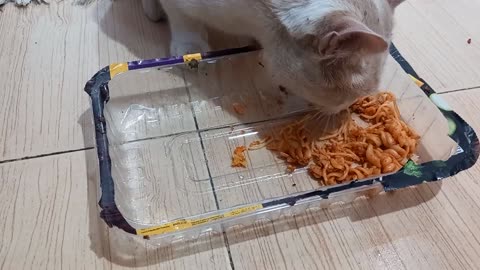 When we have spaghetti dinner, our cat likes to eat too.