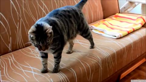 Kitten Versus Robotic Dog & Adult Cat