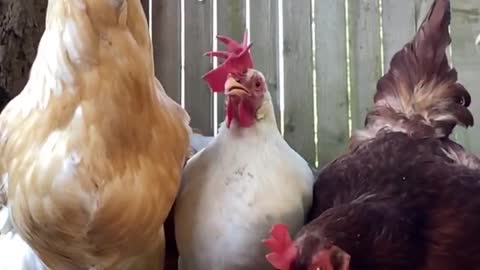 My Sweet, Messy Girls Enjoying Some 🍉🐥🐥🍉