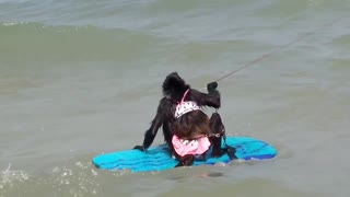 Talented Spider Monkey goes surfing