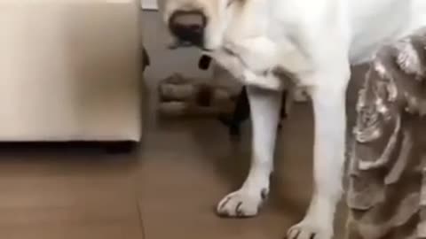 Try not to laugh funny animal