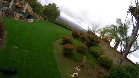 Coyote tries to snatch dog from a residential backyard