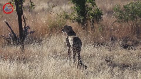 Cheetahs versus Impala at Kruger National Park's "Wildlife Showdown"