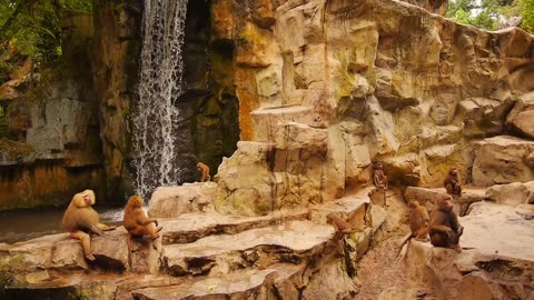 Monkeys Playing near Water Fall. Zoo Singapore Nature Wildlife. Barbary. This and That Florida USA