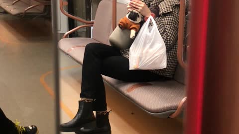 Pug Rests in Purse on Moscow Subway