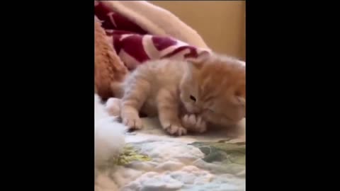 Kitten Licking its Paws