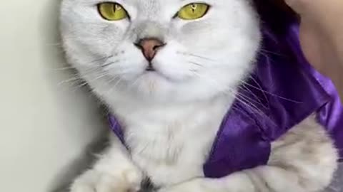 Aladin cat cosplay