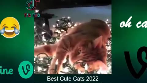 FUNNIEST ANIMALS VIDEOS ! BEST OF 2023 # SHORTS# ANIMALS # CAT #DOG # PETS# MONKEYS !!!