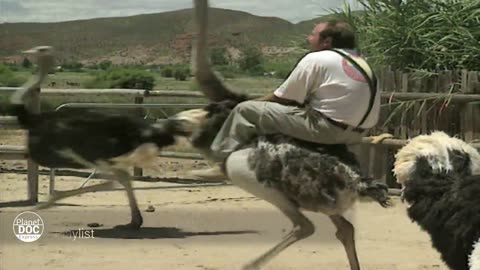 Ostrich Riding