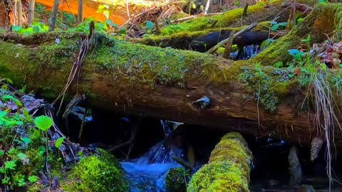 Scenery with flowing stream in forest