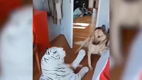 Funny cat video