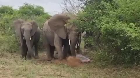 Elephant giving birth