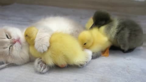 "Crazy Cat Lady in Training: Watch my Feline Playfully Terrorize a Group of Baby Chicks!"