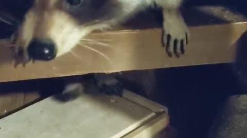 Pet Raccoon Bob trying to get past a blockade