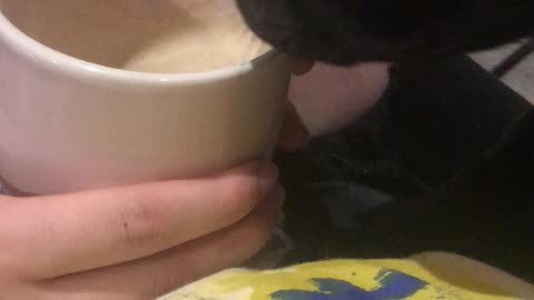 PUG WANTS COFFEE