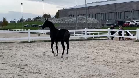 Excited Foal Runs Straight Into Fence