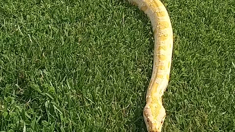 Albino burmese python "Jess"