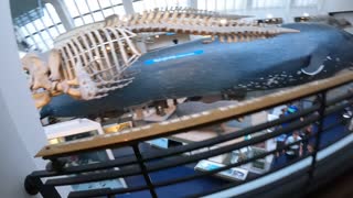 Selection of Different types of marine mammals. Natural history museum London. 8th Nov 2022