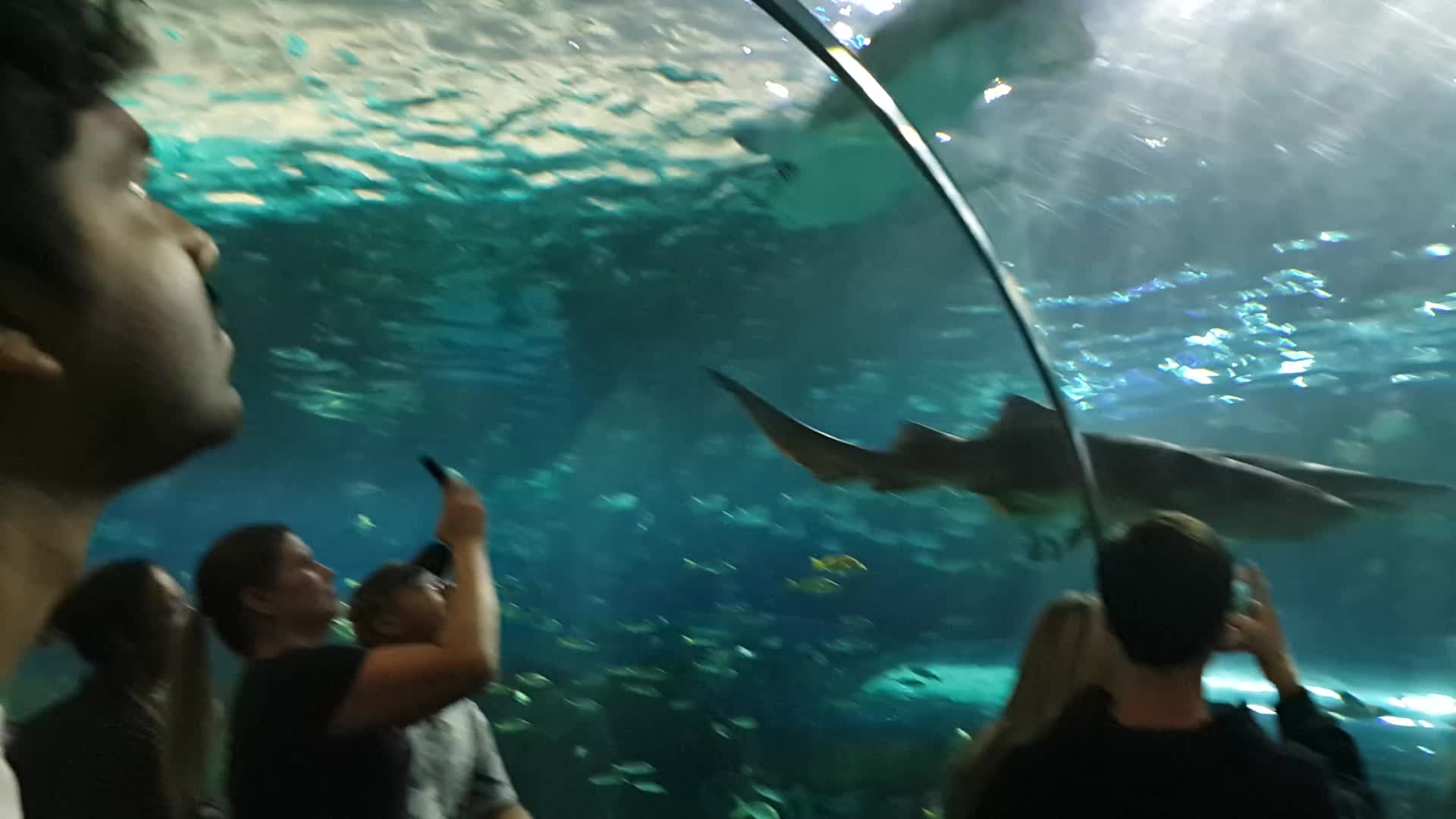 Shark Rumble Shark tunnel