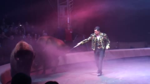 Circus. The show of different animals. Bisons, kangaroos, ostriches & giraffe