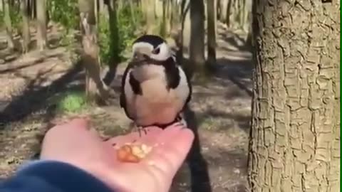 Bird & Squirrel Sharing Food #shorts #viral #shortsvideo #video