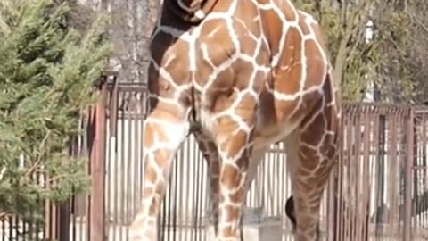 Facts About Giraffe