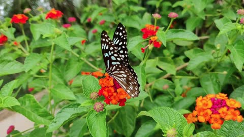 Beautiful butterfly on a flower petal.