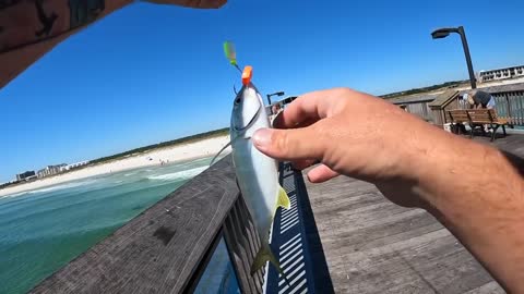 Saltwater PIER FISHING with Shrimp!