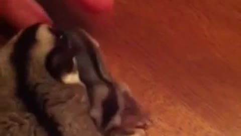 Sugar Glider taking care Baby glider.mp4