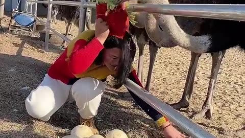 Ostrich Egg theft.. Funny..