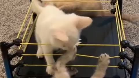 wrestling fight between two cats