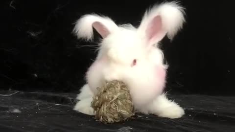 The giant rabbit # Angora # pet is not cute