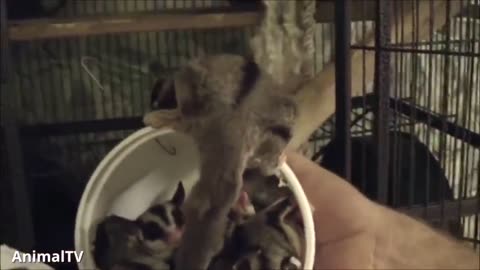 SUGAR GLIDERS