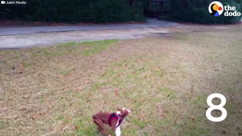 Dog Juggles Ball 19 TIMES | The Dodo