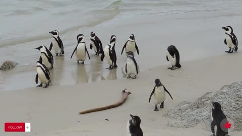 A penguin family | Penguin