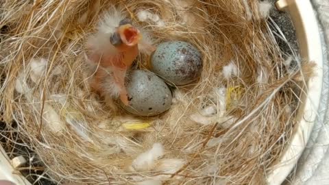 Hand Feeding Baby Birds (Canary & Gouldian Finch)