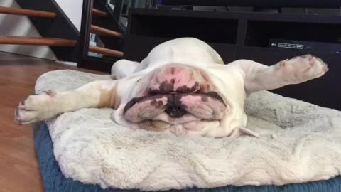 Completely relaxed bulldog sleeps like a king